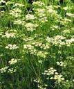 CUMIN HERB 75 SEEDS